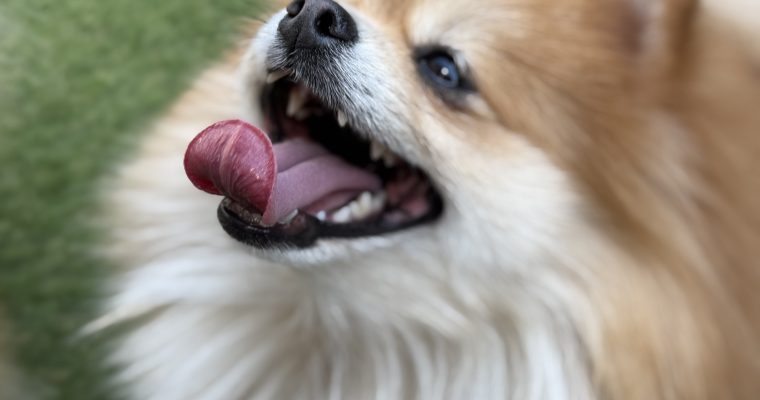 TikTokにて最新情報をご紹介しています。