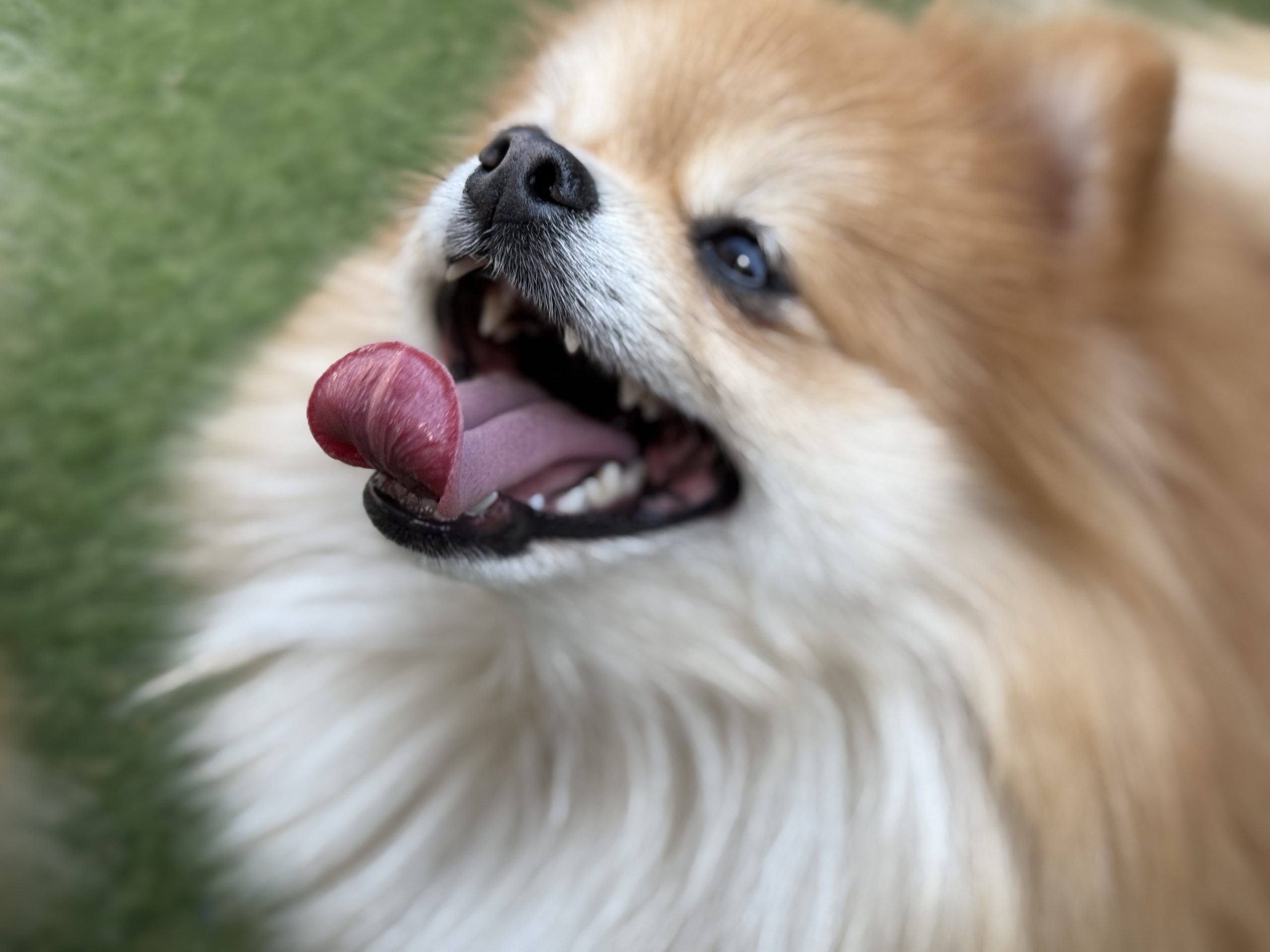 TikTokにて最新情報をご紹介しています。