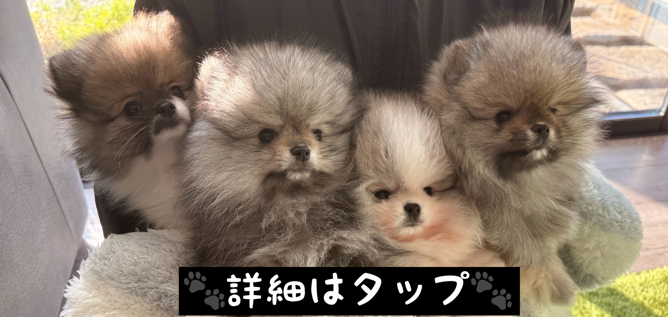 【ポメラニアン子犬紹介】